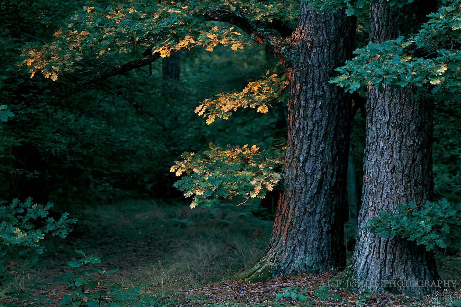 Two mature oak trees at dusk in a deep forest — strength and depth accumulated over time