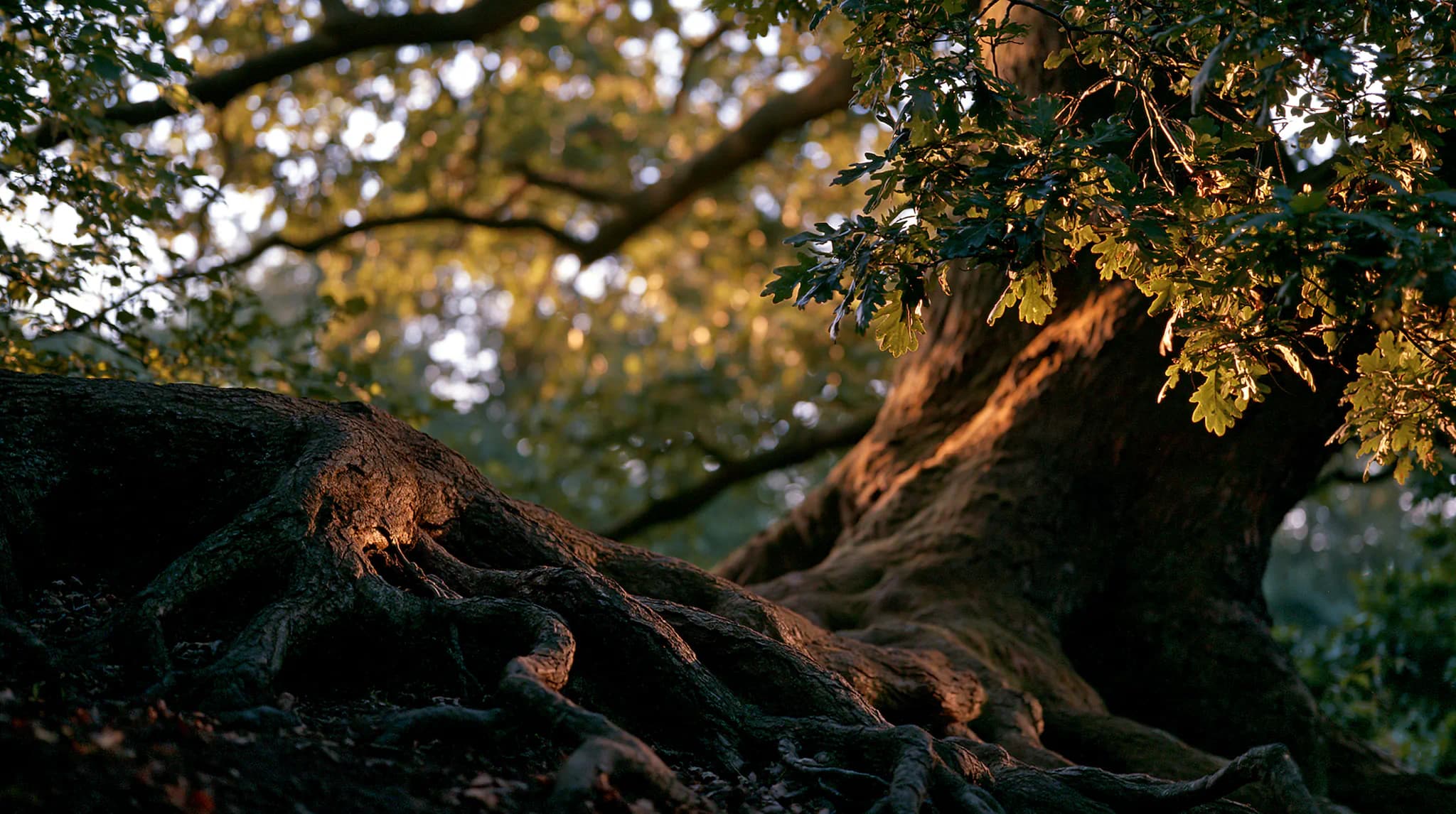 Two mature oak trees and their deep, spreading root system, in forest-green tones